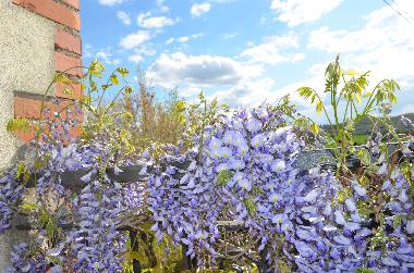 Pension in Lucignano (Arezzo) oder Ferienwohnung oder Ferienhaus