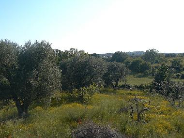 Ferienhaus in Ceglie Messica (Brindisi) oder Ferienwohnung oder Ferienhaus