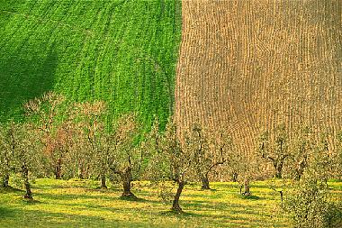 Ferienhaus in Suvereto (Grosseto) oder Ferienwohnung oder Ferienhaus