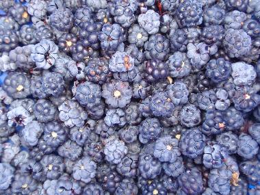 Brombeere pflcken im August