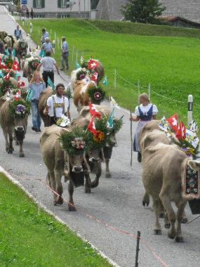 Alpabfahrt in Platta