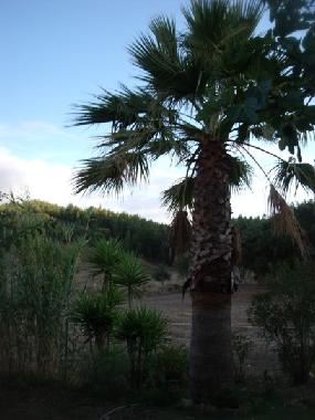 Ferienhaus in Cercal do Alentejo (Alentejo Litoral) oder Ferienwohnung oder Ferienhaus
