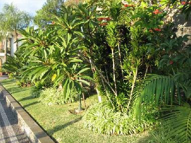 Villa in Funchal (Madeira) oder Ferienwohnung oder Ferienhaus