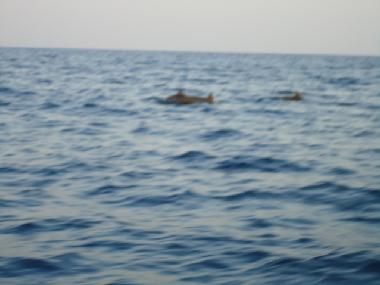 Delfine in der Bucht