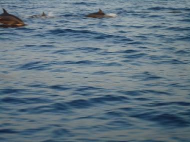 noch mehr Delfine
