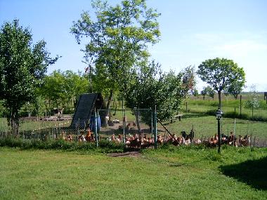 H�hner- G�nse - Enten