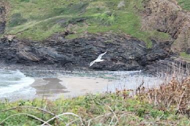 Ferienhaus in Camelford (South West) oder Ferienwohnung oder Ferienhaus