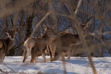 Ferienhaus in San Pietro della Ienca (L