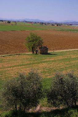 Ferienwohnung in Campiglia Marittima (Livorno) oder Ferienwohnung oder Ferienhaus