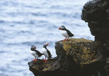 Ferienwohnung in Isafjordur (Isafjordur) oder Ferienwohnung oder Ferienhaus
