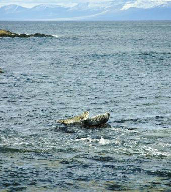 Ferienwohnung in Isafjordur (Isafjordur) oder Ferienwohnung oder Ferienhaus