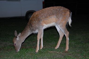 abendlicher Besucher