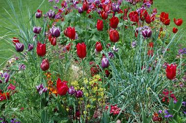 Blumenbeet im Garten