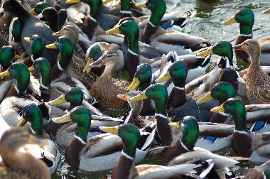 Auf unseren Seen Woltersdorf haben wir auch viele andere G�ste.