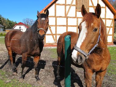 Unsere Pferde Ebra u.Romek