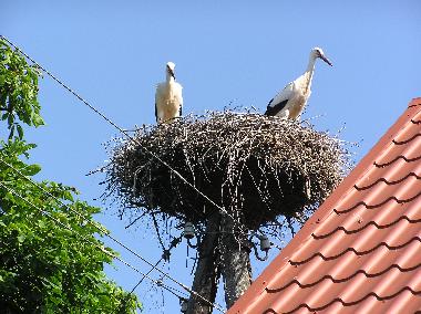 Ferienhaus in Kuldiga (Lettland) oder Ferienwohnung oder Ferienhaus
