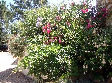 Ferienwohnung in Caneiro - Ma��s de Dona Maria (Pinhal Litoral) oder Ferienwohnung oder Ferienhaus