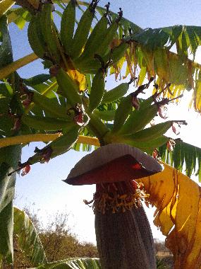 Chalet in Monda (M�laga) oder Ferienwohnung oder Ferienhaus