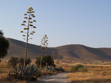 Ferienwohnung in AGUA AMARGA (Almera) oder Ferienwohnung oder Ferienhaus