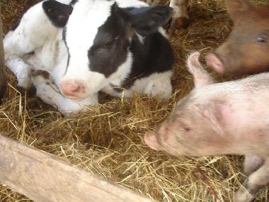 Chalet in anagni (Roma) oder Ferienwohnung oder Ferienhaus