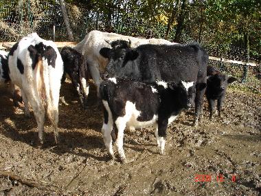 Chalet in anagni (Roma) oder Ferienwohnung oder Ferienhaus