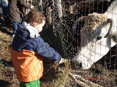 Chalet in anagni (Roma) oder Ferienwohnung oder Ferienhaus