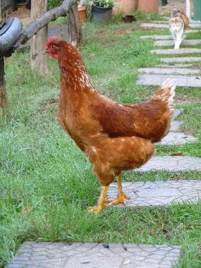 Chalet in anagni (Roma) oder Ferienwohnung oder Ferienhaus