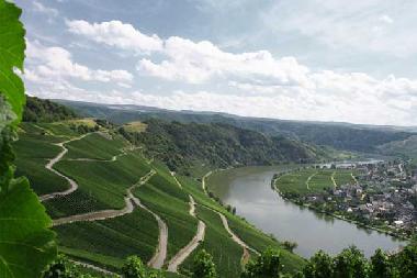 Mosel - Weinberge gegenber dem Ferienhaus
