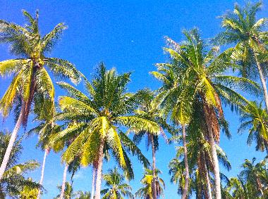 Ferienwohnung in Koh Tao (Surat Thani) oder Ferienwohnung oder Ferienhaus