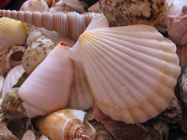 Man kann viel Zeit mit Muschelsammeln verbringen...