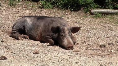 �berraschungen am Wegesrand.. und manchmal sogar auf der Stra�e
