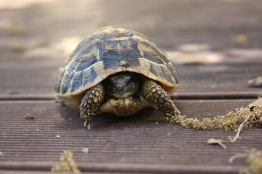 Manchmal kommt �berraschend Besuch auf die Terrasse..