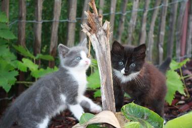 und manchmal auch �berraschender Zuwachs in den Garten