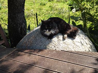 hier l��t es sich aushalten... auch ein Kater braucht mal ein Schl�fchen