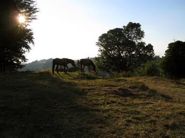 auf dem benachbarten H�gel