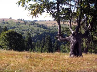 zwei Schritte weiter