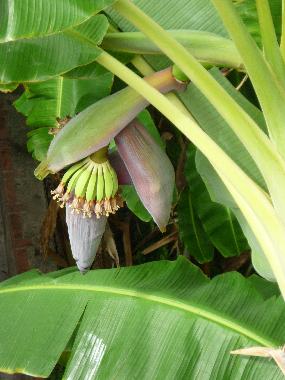 Ferienwohnung in MENTON (Alpes-Maritimes) oder Ferienwohnung oder Ferienhaus