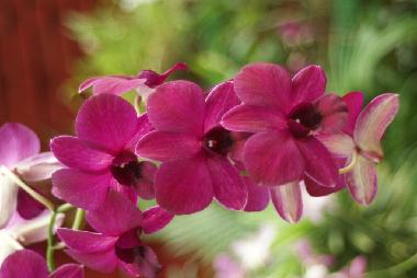 Eine der vielen Orchideen in unserem Garten