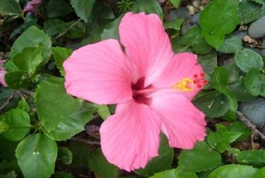 Ferienwohnung in Villa Maio (Maio) oder Ferienwohnung oder Ferienhaus