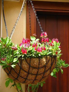 Villa in zikhron yaakov (HaMerkaz (Central)) oder Ferienwohnung oder Ferienhaus