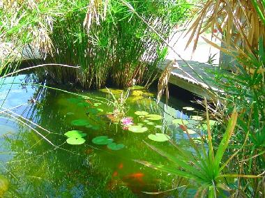 unser Teich, eine Ruhezone