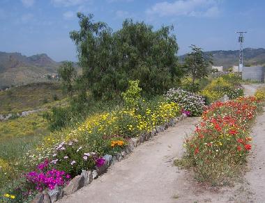 Wildwuchs am Wegesrand