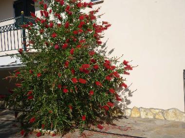 Ferienwohnung in Sivota, thesprotias (Thesprotia) oder Ferienwohnung oder Ferienhaus