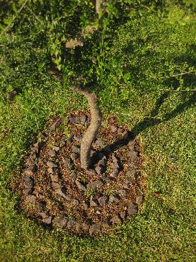 Ferienhaus in Golfo Aranci (Olbia-Tempio) oder Ferienwohnung oder Ferienhaus