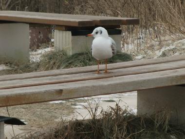 Ferienhaus in Glowe (Ostsee-Inseln) oder Ferienwohnung oder Ferienhaus
