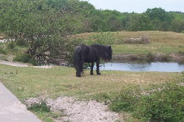 Ferienhaus in Burgh-Haamstede (Zeeland) oder Ferienwohnung oder Ferienhaus