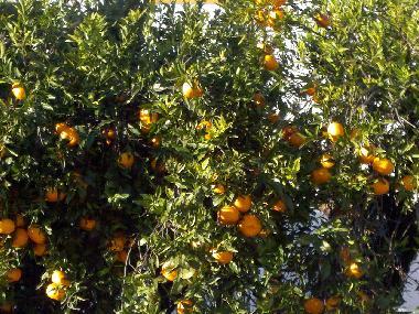 Ferienhaus in Evora (Alto Alentejo) oder Ferienwohnung oder Ferienhaus