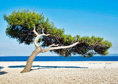 Ferienwohnung in Island of Brac -Bol (Splitsko-Dalmatinska) oder Ferienwohnung oder Ferienhaus