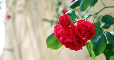 Ferienwohnung in Impruneta (Firenze) oder Ferienwohnung oder Ferienhaus