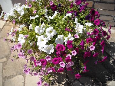 Ferienwohnung in Castellana Grotte (Bari) oder Ferienwohnung oder Ferienhaus